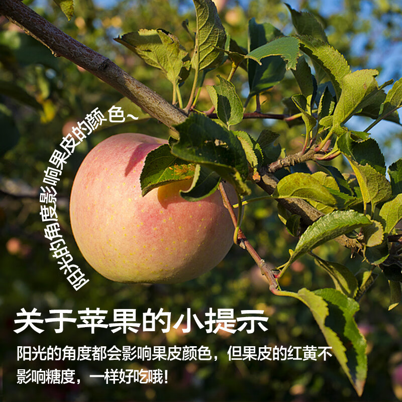 Jingxiansheng Shanxi rock candy heart apple, net weight 4.5 catties, single fruit 80mm+, fresh fruit straight from the source