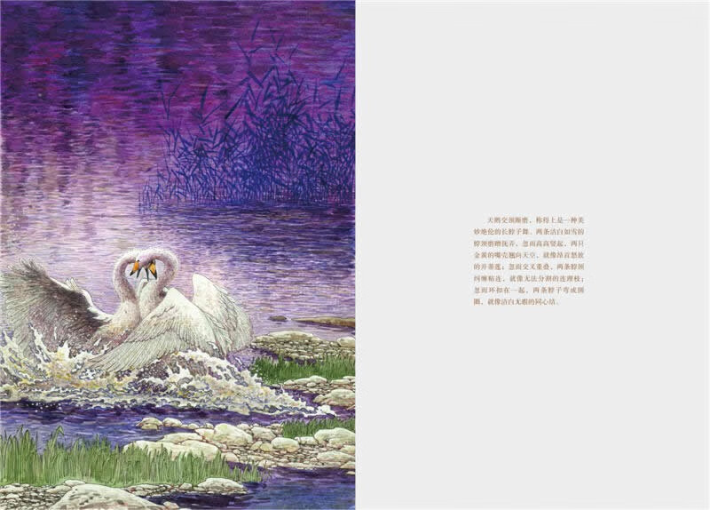 Swan Lake Red Coral Upgraded Edition Animal Novels King Shen Shixi's Book Collection Series Extracurricular Children's Literature Storybook for Primary School Students in Grades Three, Four, Five and Six