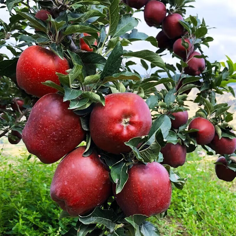 Jingdida Gansu Tianshui Huaniu Apple Fruit Gift Box Holiday Gift 12 Pieces Net Weight 7 Jin Single Fruit 250g + Free Shipping from Source