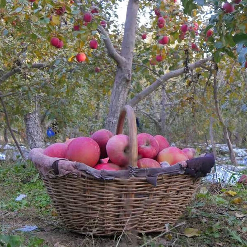Aksu Apples