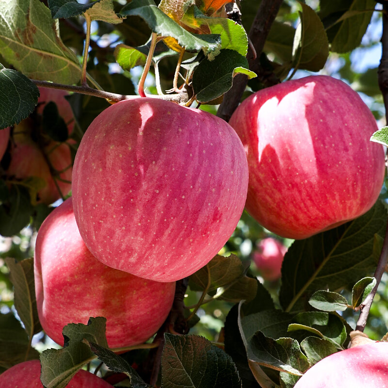 Jingxiansheng Shaanxi Luochuan Red Fuji Apples, 16 pieces, single fruit 250g, fresh fruit gift box, straight from the source
