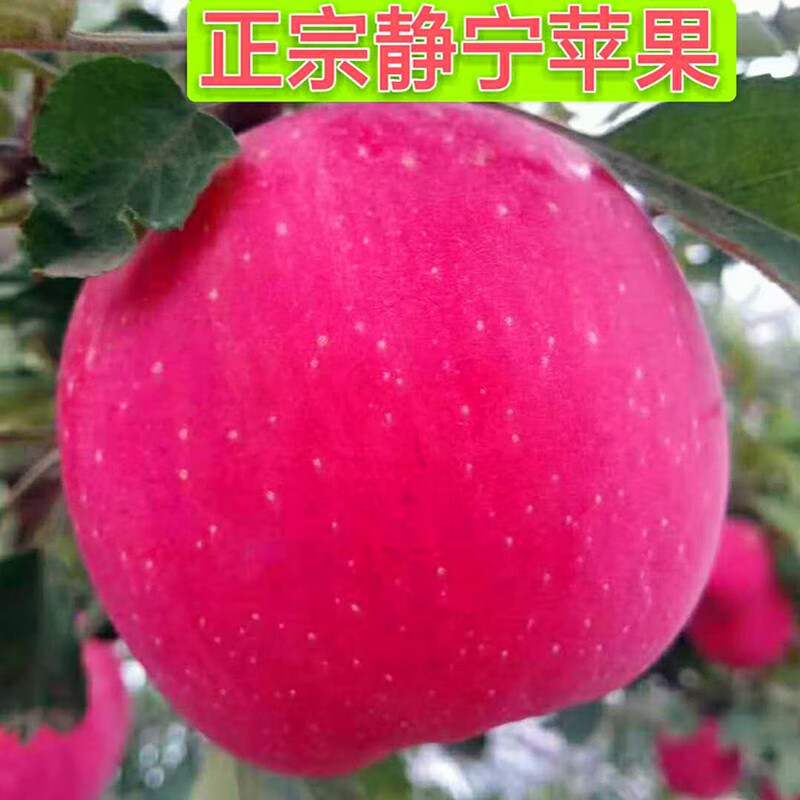 Longyuan Red SF Home Jingning Apple Gansu Red Fuji Fruit Apple High-end Gift Box Directly from Source Free Shipping 12 Pieces 85 High-end Gift Box