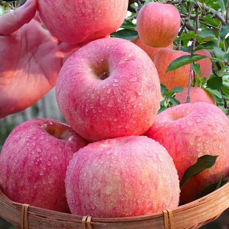 Freshly picked red Fuji apples from Shaanxi are in season, crispy, sweet and ugly apples, rock sugar crispy Fuji apples, whole box, selected 9kg, net weight 8-8.5kg, 80mm and above
