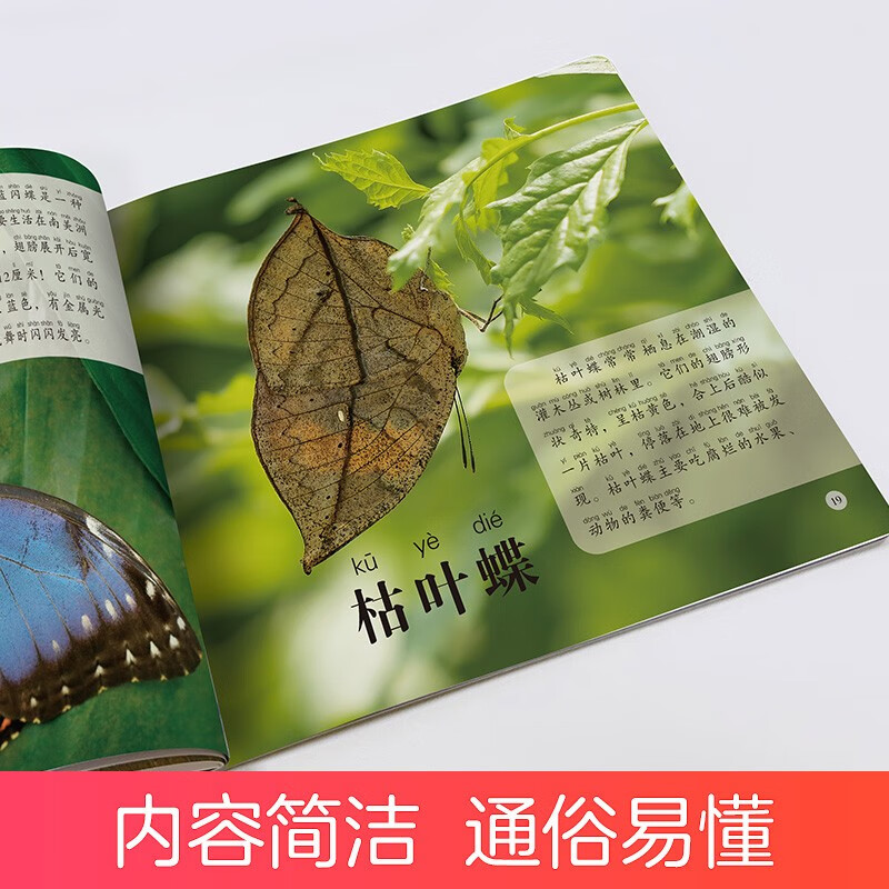 Recognize insects and see the world through children's eyes. Children aged 0-3-6-9 look at pictures and recognize objects. Encyclopedia of cognition