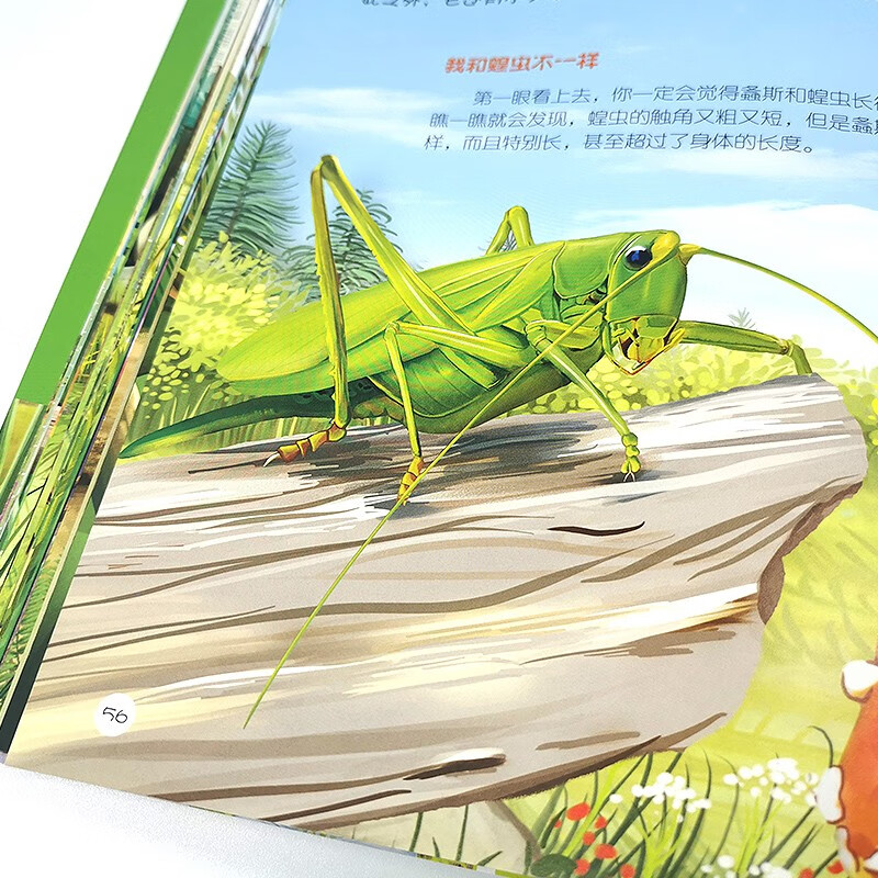 3-6 years old, Children’s Eyes on the World Science Museum, Summer Homework in the World of Insects, summer transition from primary school to secondary school, summer transition from primary school to junior high school