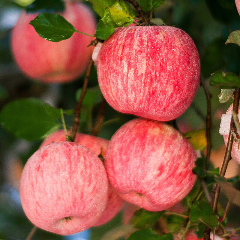 Jingdida Yantai Red Fuji apple net weight 9 catties single fruit 80mm + fresh fruit New Year's Day fruit source direct shipping free shipping