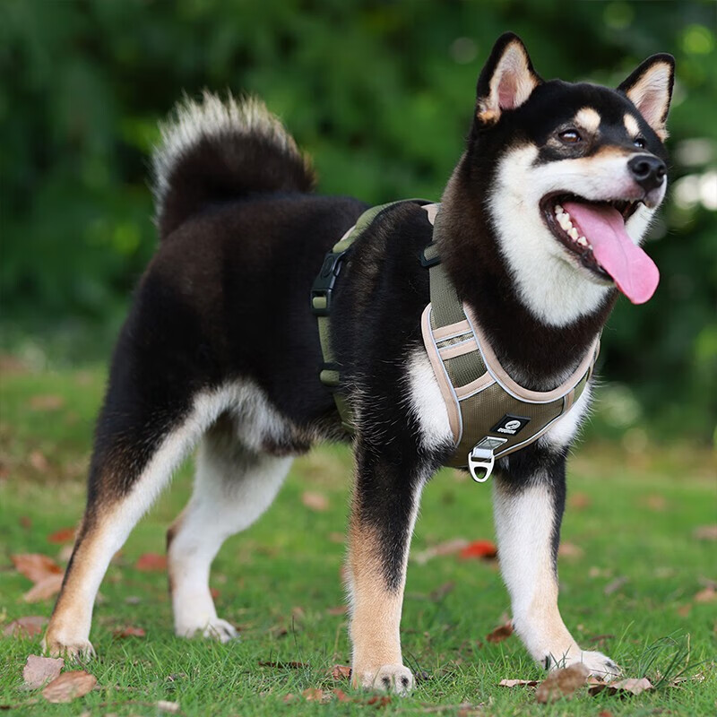 Five-tail corner, 2-meter longer rope, dog leash, corgi harness, traction rope, medium and large small dog walking rope, Shiba Inu, red S (recommended 8-20 catties)