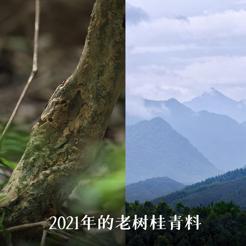 Little Senior Sister Reviews Camellia Zizai 2021 Floral Liubao Tea Guangxi Specialty Black Tea Guiqing 520 400g