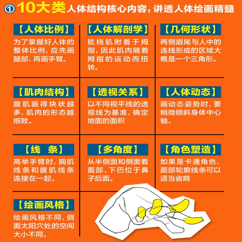 Human body structure drawing key points