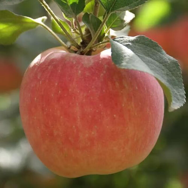 Jingmi Xinjiang Rock Sugar Heart Aksu Apple, net weight 8 pounds, large fruit, fruit diameter 80-85mm, free shipping directly from the source