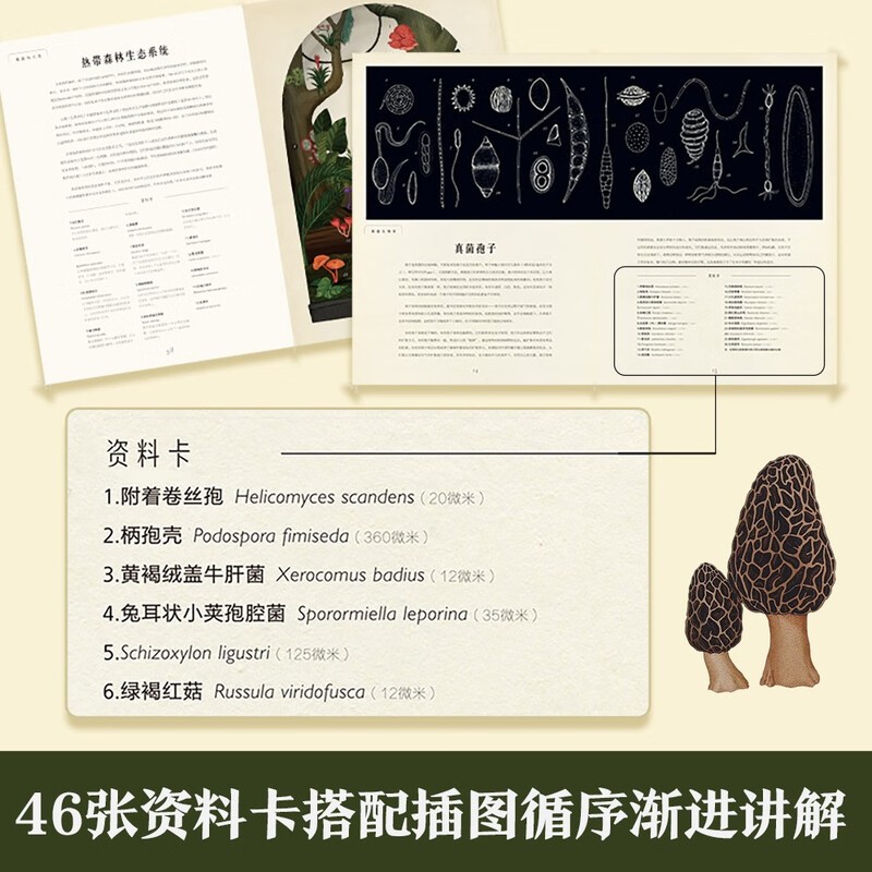 Museum of Miracles Series Mushroom Museum Fun 7-year-old + Children's Popular Science Encyclopedia Primary School Students Extracurricular Reading Book Revealing the Secrets of Fungi