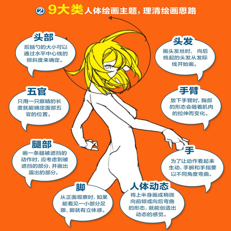 Human body structure drawing key points