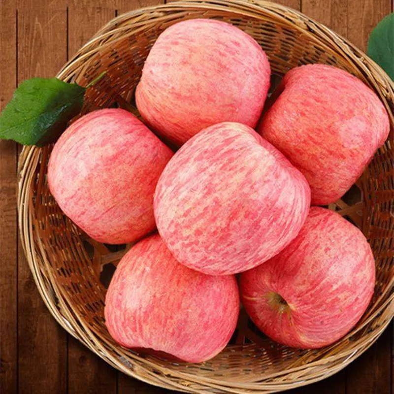 Quan Shenglong Shaanxi Baishui Red Fuji Apple 2025 New Fruit Seasonal Fruit Crisp and Sweet Optional Festival Gift Box Red Fuji 4.5 catties 75-80mm