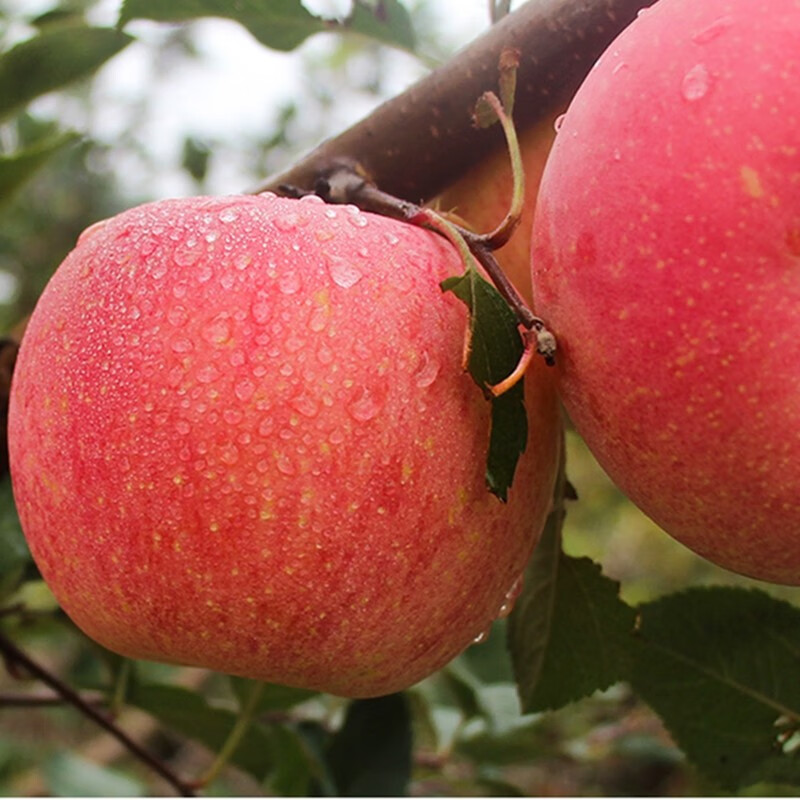 Jingdida Yantai Qixia Red Fuji apple net weight 4.5 catties medium fruit 200g fresh fruit direct from the source with free shipping