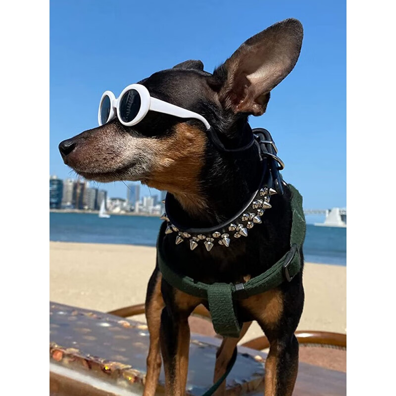 OIMG dog collar metal anti-bite rivet dog collar small dog medium dog collar French bulldog pet dog leash black with free bell XS neck circumference 20-27cm (about 4-7 pounds)