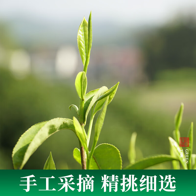 Yangchun West Lake Longjing Tea 2025 Green Tea New Tea Spring Tea Mingqian Longjing 250g Drink for yourself as a gift Bean Flavor Longjing Bag