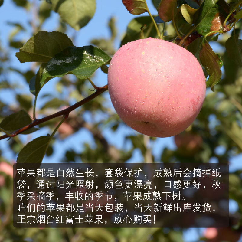 Sweet and drunk Yantai Apple Qixia Red Fuji fresh fruit fresh Shandong specialty crispy sweet whole box flat fruit gift box gift 3 pounds early adopter fruit 75mm