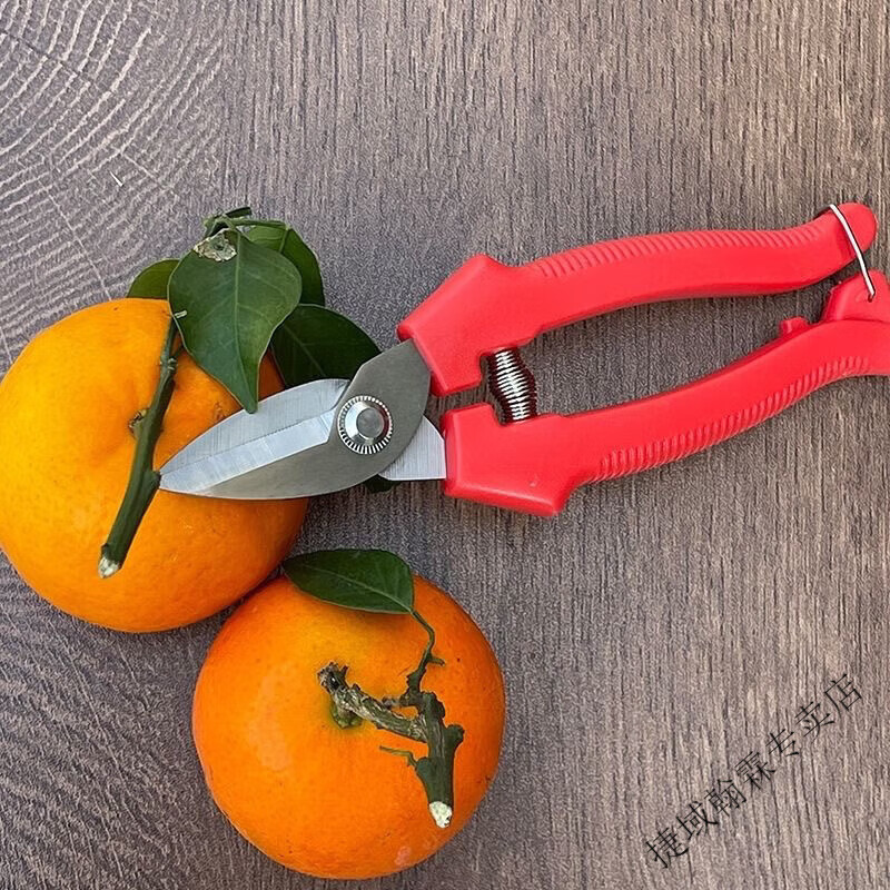 糜岚(MieLanat)加厚不锈钢园艺剪刀采摘脐橙苹果西红柿专用 不锈钢摘果修
