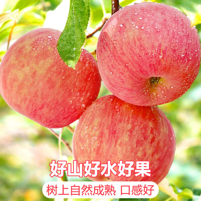 Jingdida Yantai Apple Fruit Red Fuji Apple Net Weight 5 Jin Single Fruit 80mm + New Year's Fruit Direct Shipping from the Source