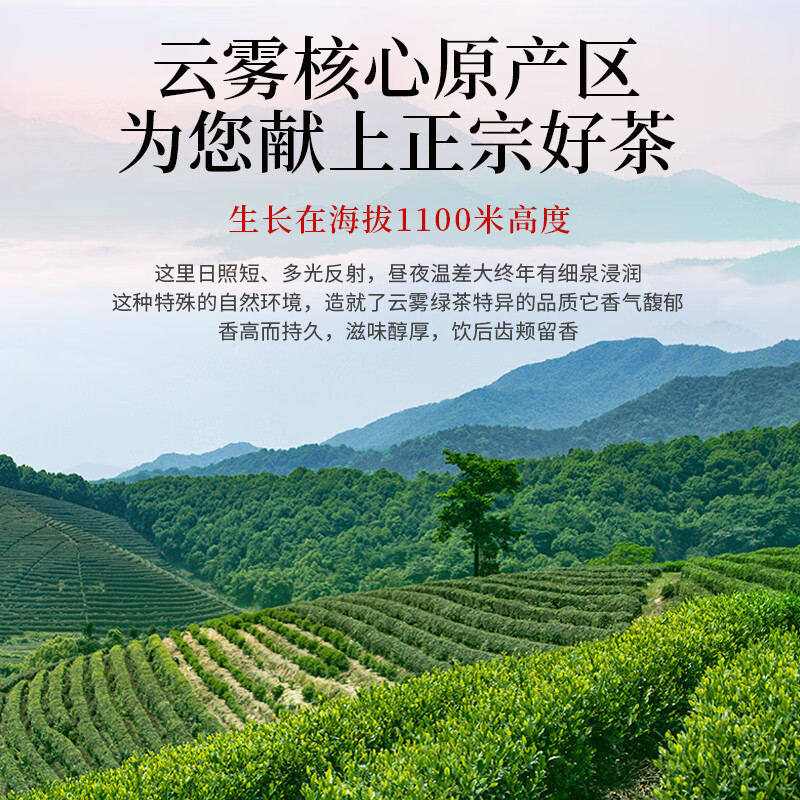 A cup of fragrant tea leaf green tea Mingqian mountain cloud 500g 2025 new tea sunshine sufficient New Year gift box for self-drinking