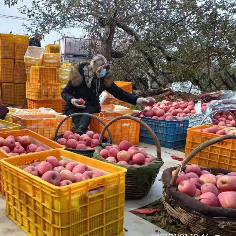 Jingmi Luochuan Red Fuji Apple 18 pieces 165g + Shaanxi Fresh Fruit Fresh New Year Festival Straight from the source