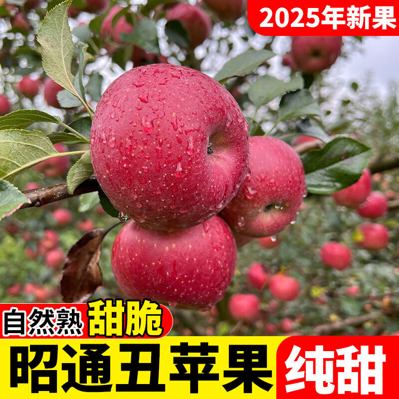 2025 Authentic Yunnan Zhaotong Rock Candy Apple Fresh Fruit Apple Seasonal Crisp Sweet Fruit Origin Straight Hair 5 Jin Packed Large Fruit (80-90mm)