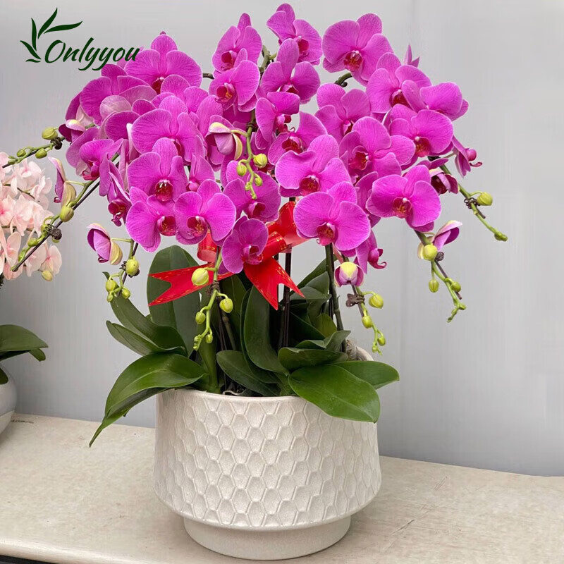 Only you 2 hours' delivery Phalaenopsis with buds and sword flower pots with real flowers orchids potted plants opening housewarming New Year's Eve flowers 8 purple plants (random porcelain pots)