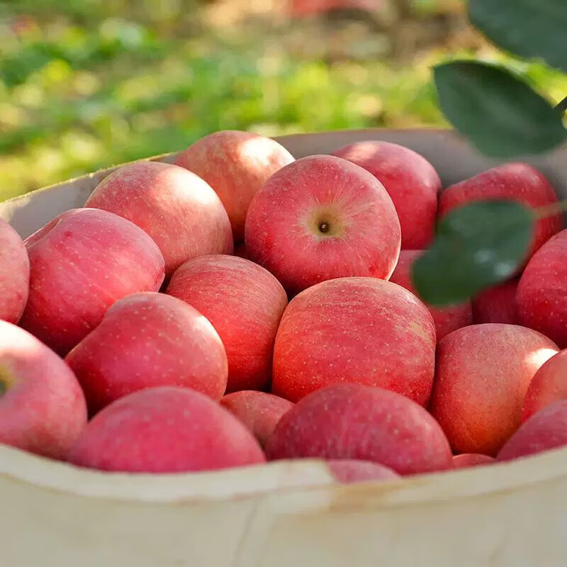 Yantai Red Fuji Apple Crisp, sweet and juicy fresh fruit Qixia Apple Authentic Yantai Red Fuji 8.5 catties - single fruit over 80mm