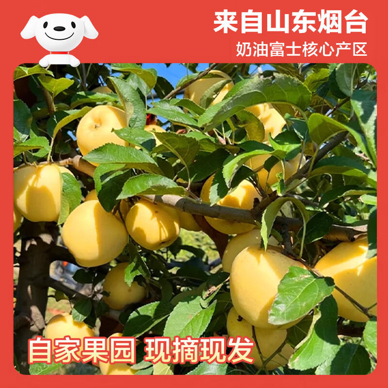 Beijing Fresh Shandong Cream Fuji Apple Net Weight 5 Jin Single Fruit 170g Fresh Fruit Directly from the Source with Free Shipping