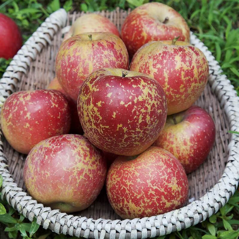 Daliangshan Apple, Yanyuan Apple, Rock Candy Heart Apple, Fruit Gift Box, Straight from the Source, 8 catties, 20-24 pcs, 70-75mm