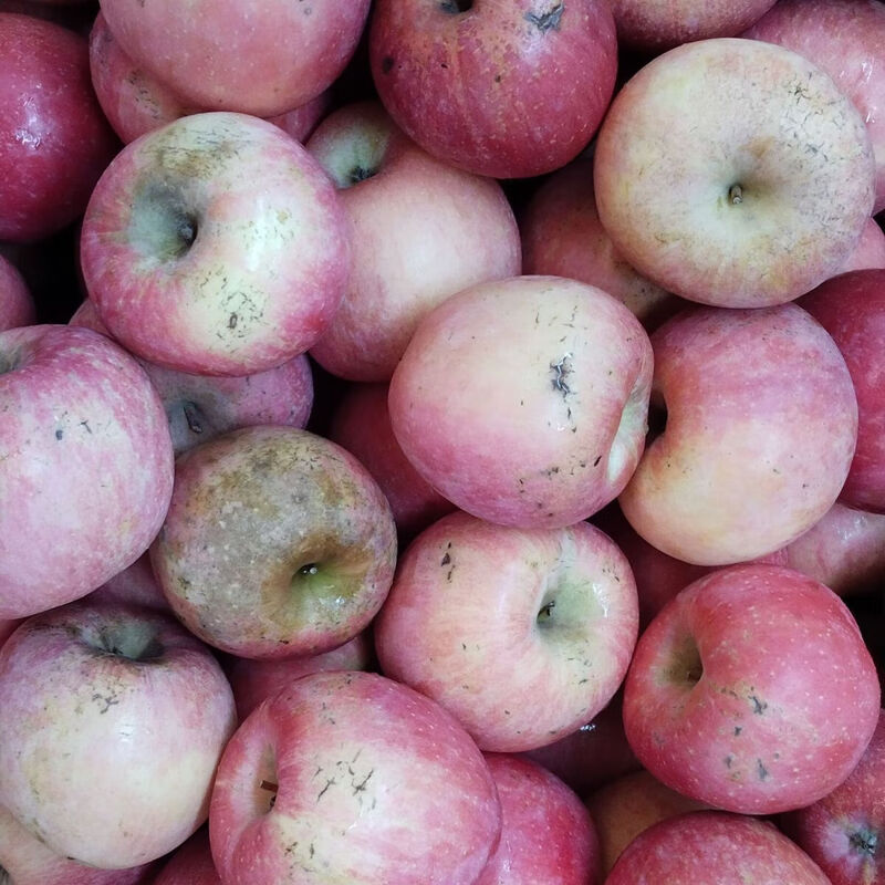 Shandong ugly apples, high quality, slightly blemished, red, Fuji, clearance, special price to assist farmers, 25025, picked in season, 4 pieces (from 75mm), very cost-effective, please be careful when bidding.