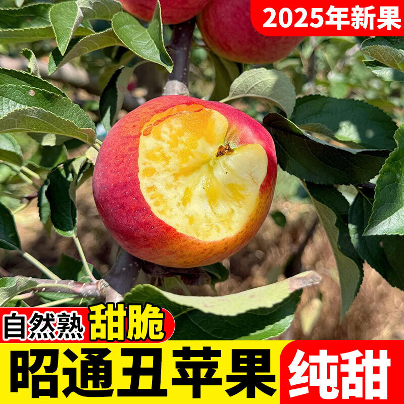 2025 Authentic Yunnan Zhaotong Rock Candy Apple Fresh Fruit Apple Seasonal Crisp Sweet Fruit Origin Straight Hair 5 Jin Packed Large Fruit (80-90mm)