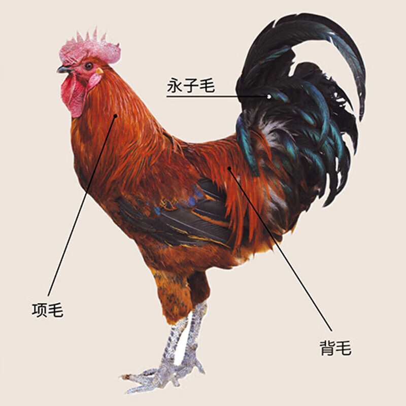 Jiang Tingke feather duster does not shed hair, dust duster, real chicken feather dust sweeper, spider web cleaning artifact, total length 85 cm