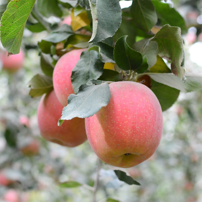 Jingmi Xinjiang Rock Sugar Heart Aksu Apple, net weight 8 pounds, large fruit, fruit diameter 80-85mm, free shipping directly from the source