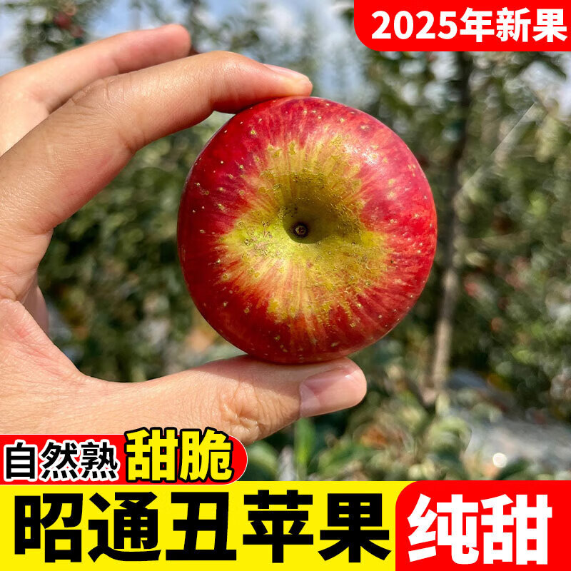 2025 Authentic Yunnan Zhaotong Rock Candy Apple Fresh Fruit Apple Seasonal Crisp Sweet Fruit Origin Straight Hair 5 Jin Packed Large Fruit (80-90mm)