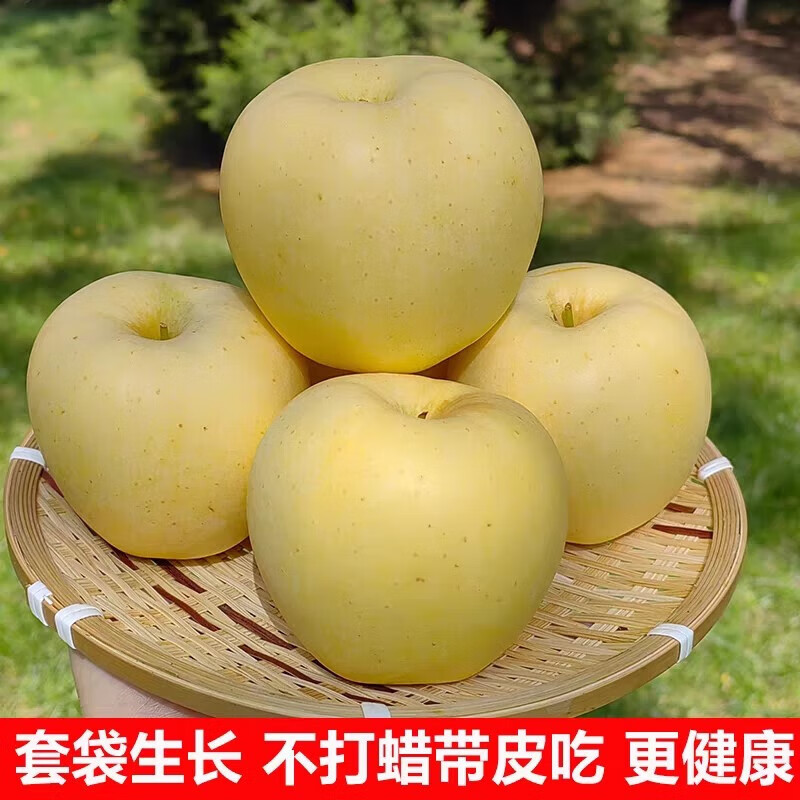 Dalian Cream Fuji Venus Apple Fresh Fruit Cream Yellow Fuji Rock Candy Heart Apple Freshly Picked Fruit Whole Box 10 Jin Net Weight 8 Jin 80-85mm