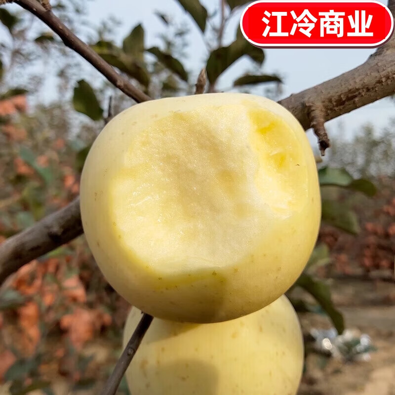 Jingdida Shandong Yantai Cream Fuji Apple, net weight 4.5 catties, single fruit 75mm+, direct shipping from the fruit source, free shipping