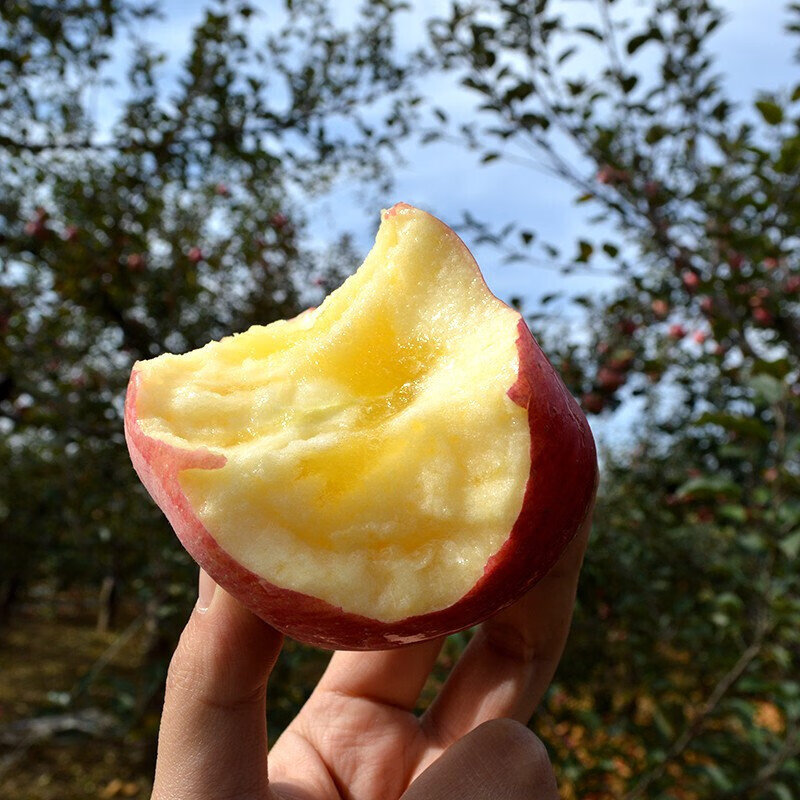 Jingmi Xinjiang Rock Sugar Heart Aksu Apple, net weight 8 pounds, large fruit, fruit diameter 80-85mm, free shipping directly from the source