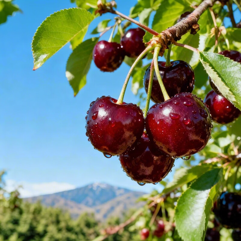 Interesting taste of Chilean Big Mac cherries 3J grade 5 catties gift box, fruit diameter about 30-32mm, fruit gift box
