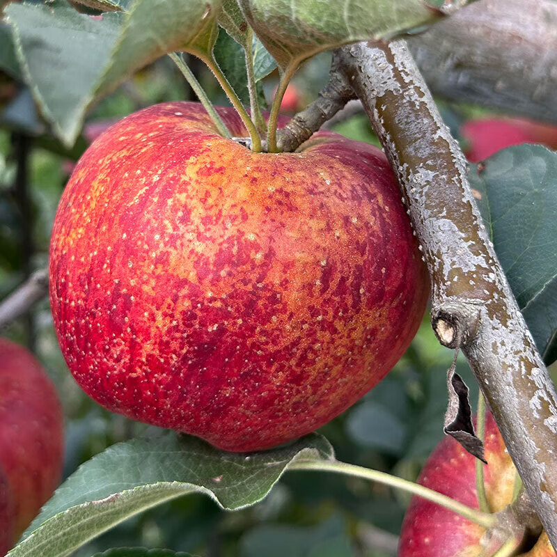 Authentic Yunnan Zhaotong Rock Candy Heart-Ugly Apple Fresh Fruit Zhaotong Apple Seasonal Crisp Sweet Fruit Origin Straight Hair 5 Jin 80-85mm Large Fruit l High Cost Performance