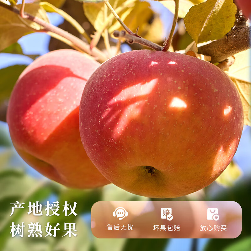 Jingdida Apple Gift Box Xinjiang Aksu Rock Candy Heart Apple Gift Box Net Weight 8 Jin Single Fruit 285g Straight from the Source