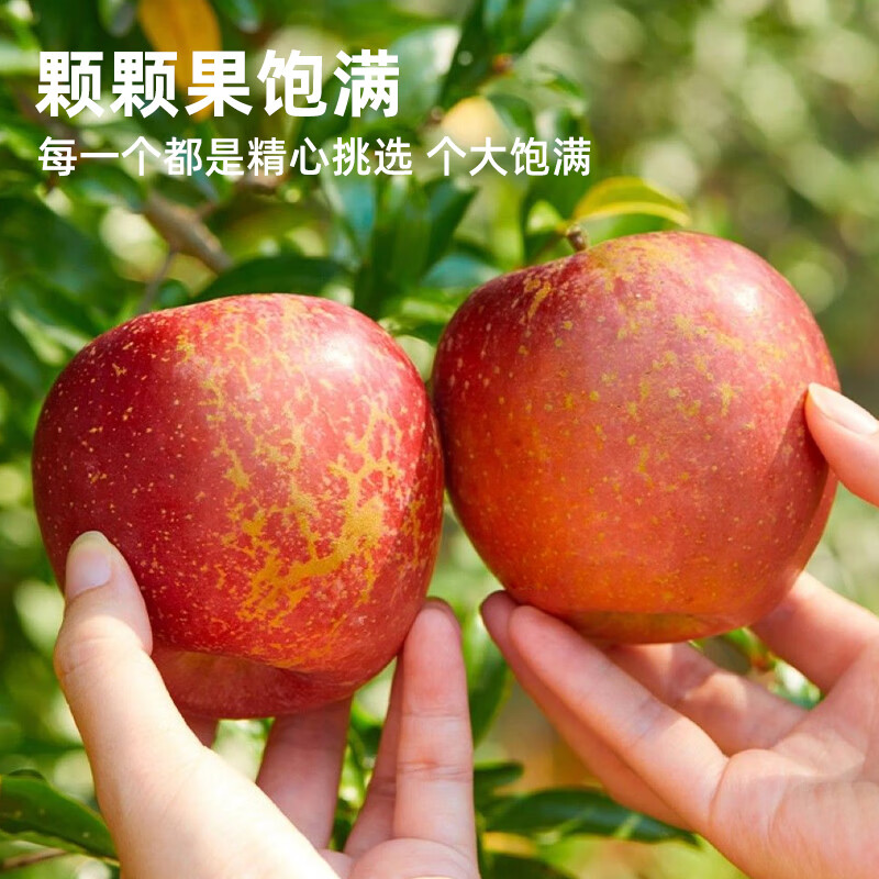 Jingmi Yunnan Zhaotong ugly apple, net weight 4.5 catties, single fruit 75mm+, Fuji apple rock candy heart straight from the source