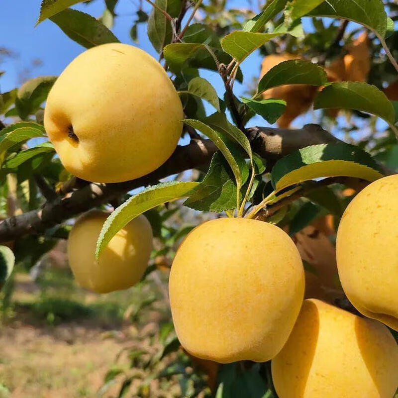 Jingdida Shandong Yantai Golden Venus Apple, net weight 5 pounds, large fruit, single fruit 75mm + direct shipping from the fruit source, free shipping