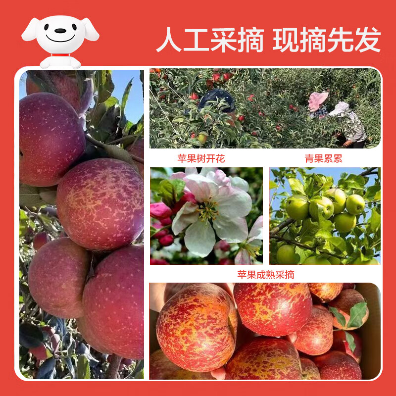Jingmi Yunnan Zhaotong ugly apple, net weight 4.5 catties, single fruit 75mm+, Fuji apple rock candy heart straight from the source
