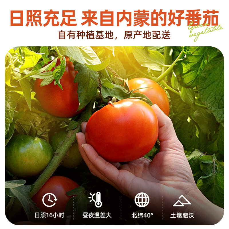 Huatian Bear Children's Tomato Sauce 250g Tomato Sauce Sushi Burger Toast Hand Cake Children's Breakfast Sauce Bottled