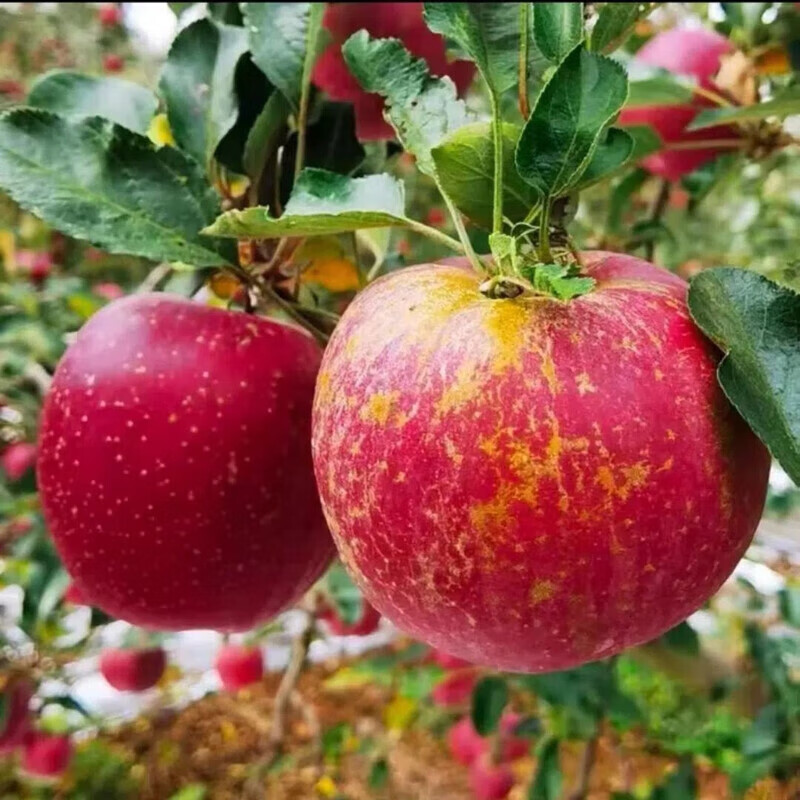 2025 Yunnan Zhaotong Chou Apple Rock Candy Heart Seasonal Fresh Fruit Gift Box Fresh Fruit Seasonal Full Box 10 Jin Fruits Fruit Diameter 70-75 About 30 Pieces