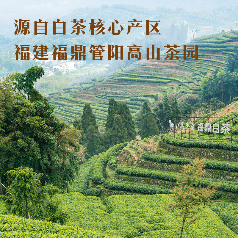 Bama Tea Double Tibetan Fuding White Tea Combination White Peony Shoumei 400g Gift Box Tea for Gifting