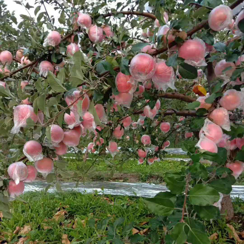 Jingmi Xinjiang Rock Sugar Heart Aksu Apple, net weight 8 pounds, large fruit, fruit diameter 80-85mm, free shipping directly from the source