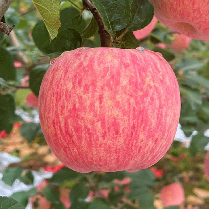 Alpine rock sugar heart red Fuji apple orchard fresh fruit, sour, sweet and delicious, ugly apple, freshly picked, freshly harvested, 9 catties in box, medium fruit 75mm
