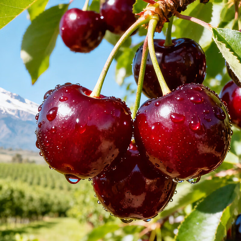 Jingxiansheng Chilean Cherries Super Big Mac 4J grade 5 catties fruit diameter about 32-34mm New Year gift box with free caliper